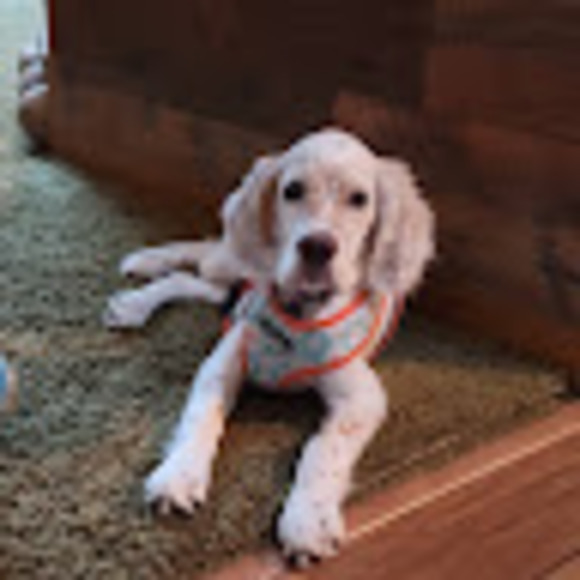 Meet your Posher, Tony and dani - Picture 1 of 1